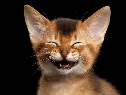 Funny cat jokes: 40 gags that are downright hiss-terical