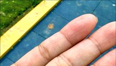 《台南》公園遊戲場藏鋼釘 5童玩溜滑梯受傷