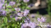 VDOT creates more roadside habitats for pollinators