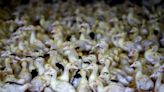 Animal health body backs bird flu vaccination to avoid pandemic