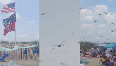 Massive dragonfly swarms delight some beachgoers, terrify others