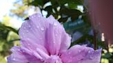 Rose-of-Sharon will produce beautiful color by next summer