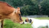 Cow and Dog Form Lifelong Friendship at Sanctuary: 'They're Two Peas in a Pod'