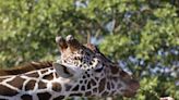 Focus on research: Female giraffes drove the evolution of long necks, new research suggests