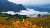 〈中華旅遊〉花蓮六十石山賞金針花海