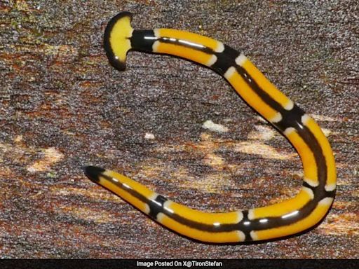 Texas Rains Bring Out Giant Poisonous Worms That Regenerate If Cut Into Half