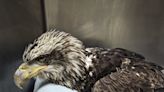 Potato Creek eagle dies from lead poisoning. Wildlife rehabbers caution against lead gear.