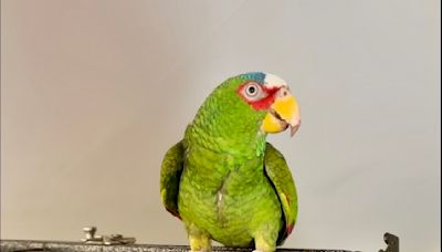 Potty-mouthed parrot arrives at shelter; 400 people apply to adopt him