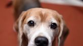 Indiana-based Inotiv says it 'fell short' of standards after thousands of beagles neglected