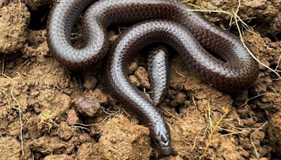 Rare and endangered herpetofauna recorded in survey at Mudumalai Tiger Reserve