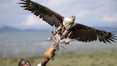 Photos: Kenya sanctuaries toil to save birds of prey from extinction