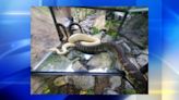 Ball python adopted after being released in Ross Township