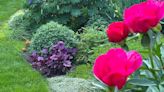 Welcome Mat: 'Lupine on Peony' weekly winner in Garden Photo Contest