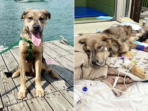 Rescue Dog So Emaciated That He Was 'Literally a Skeleton' Finds Home with a Vet Who Helped Him (Exclusive)