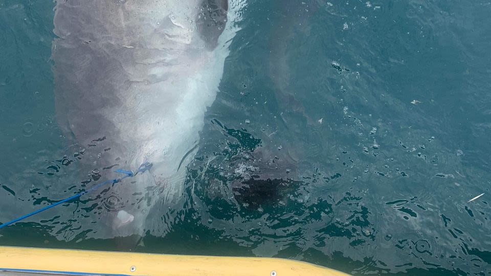 Shark regurgitates whole echidna in shocking first sighting