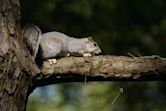 Delmarva fox squirrel