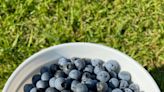 New Tallahassee blueberry farm opens U-Pick season Saturday