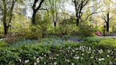 Tulip Festival with 15,000 tulips in Manhattan set for this weekend