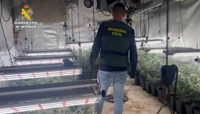 Detenidas 55 personas dedicadas al cultivo de cannabis en Madrid, Toledo y Guadalajara