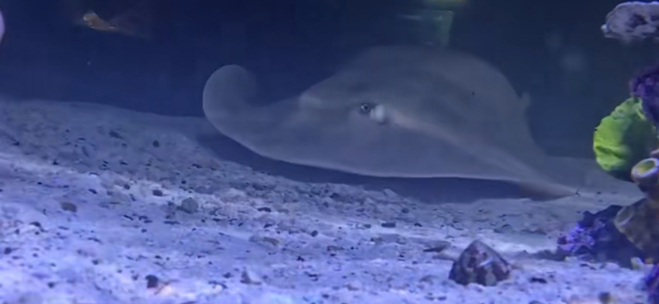 Was Charlotte The Stingray Ever Pregnant? Marine Biologist Chimes In!