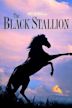 Black Stallion