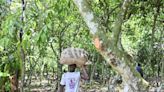 Cocoa Climbs on Concern More Rains Needed in Key Growing Areas