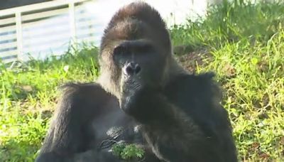 Zoo Atlanta preparing for summer fun