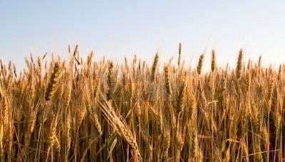 Cultivos más resistentes y saludables gracias a la I+D