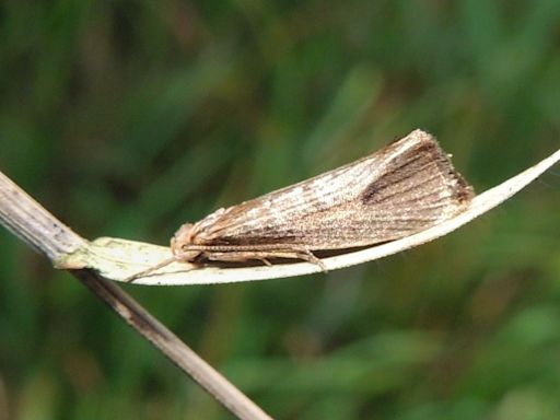Nature reserve celebrates finding its 500th moth