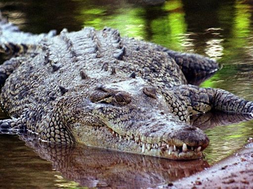 Australia: Urgent search for missing girl, 12, feared attacked by crocodile in Northern Territory