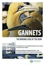 Gannets: The Wrong Side of the Run