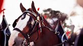 Budweiser Clydesdale events scaled back due to heat