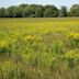 Midewin National Tallgrass Prairie