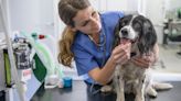 'Vital' health check for pets that over one million owners are guilty of neglecting