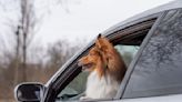 Lyft Driver Quit His Job To Start a Taxi Service with His Collie Dog