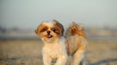 Shih Tzu Puppy's First Visit to the Ocean Ends in Adorable Epic Fail