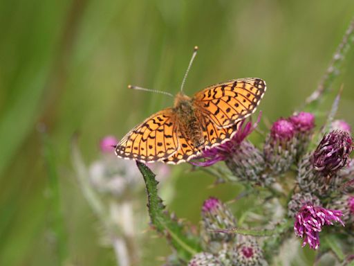 Week to celebrate 'amazing wildlife' in Alderney