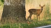 Another problem with daylight saving time: The time change raises your risk of hitting deer on the road