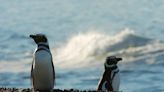 Por qué la mayoría de los pingüinos muertos en Sudamérica son hembras