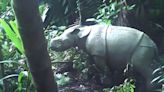 Adorable Javan Rhino Calf Caught on Camera, One of About 80 Still Alive