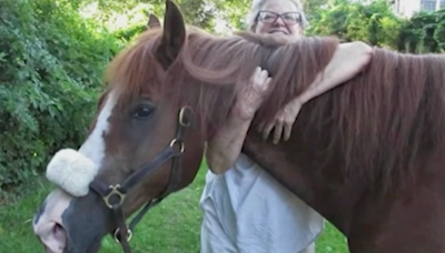 Town Divided After Owner Wants Beloved Horse Put Down After Her Passing