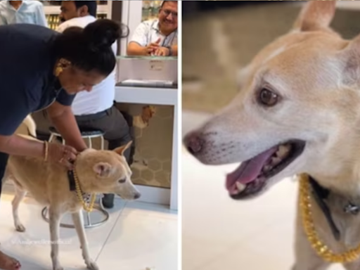 Woman Gifts ₹2.5 Lakh Worth Gold Chain to Pet Dog; Video Goes Viral