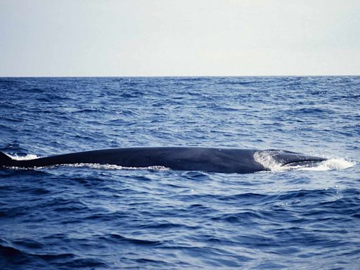 44-Foot Endangered Whale Found Dead on Cruise Ship's Bow as It Arrives in New York City