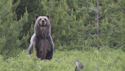 Antler hunter kills griz near Wolf Creek; officials preach bear awareness