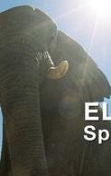 Elephants: Spy in the Herd