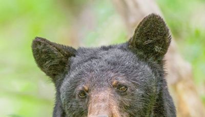 Opinion: NC Wildlife Commission has failed to protect black bear cubs, other wildlife