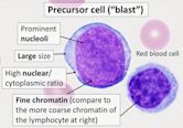 Precursor cell