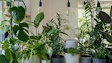 5 self-watering systems to keep plants healthy while you're on vacation