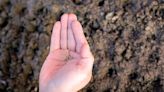 What to do with leftover seeds