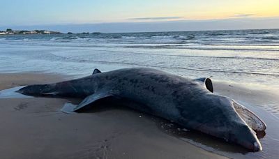 Tragic find as giant shark washes up on Ayrshire beach tangled in rope